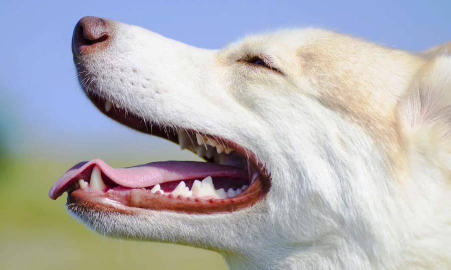 1-love2dogs.jpg